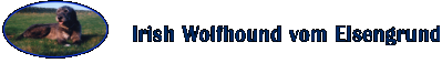 Irish Wolfhound vom Elsengrund